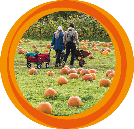 Family pumpkin picking